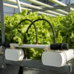 Agricultura Sostenible: Control de Salinidad en Hidroponía con Tecnología IoT