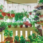 Hidroponía en balcones: Cultiva tus propias plantas sin ocupar espacio