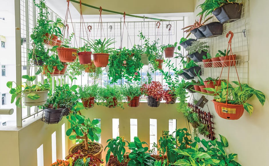 Hidroponía en balcones: Cultiva tus propias plantas sin ocupar espacio