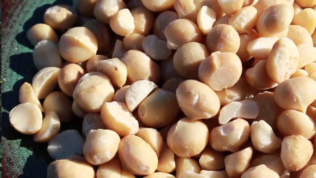 Nueces de Macadamia: Cultívalas de forma eficiente e innovadora con hidroponía