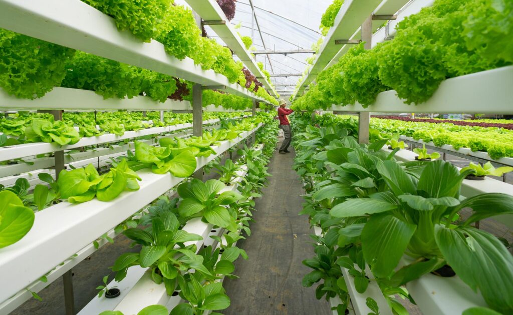 Cultivo hidropónico: La revolución verde para maximizar tus cosechas 1 Cultivo hidropónico: La revolución verde para maximizar tus cosechas