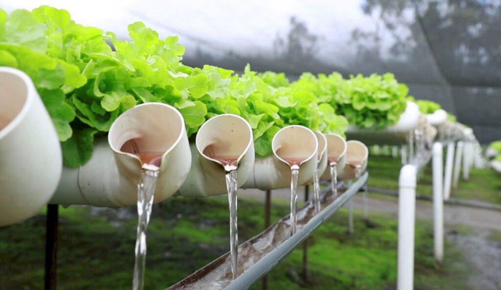 Hidroponía sustentable: el futuro verde para el medio ambiente 1 Hidroponía sustentable: el futuro verde para el medio ambiente