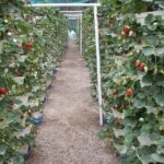 Maximiza el cultivo de fresas: técnicas de hidroponía y consejos clave