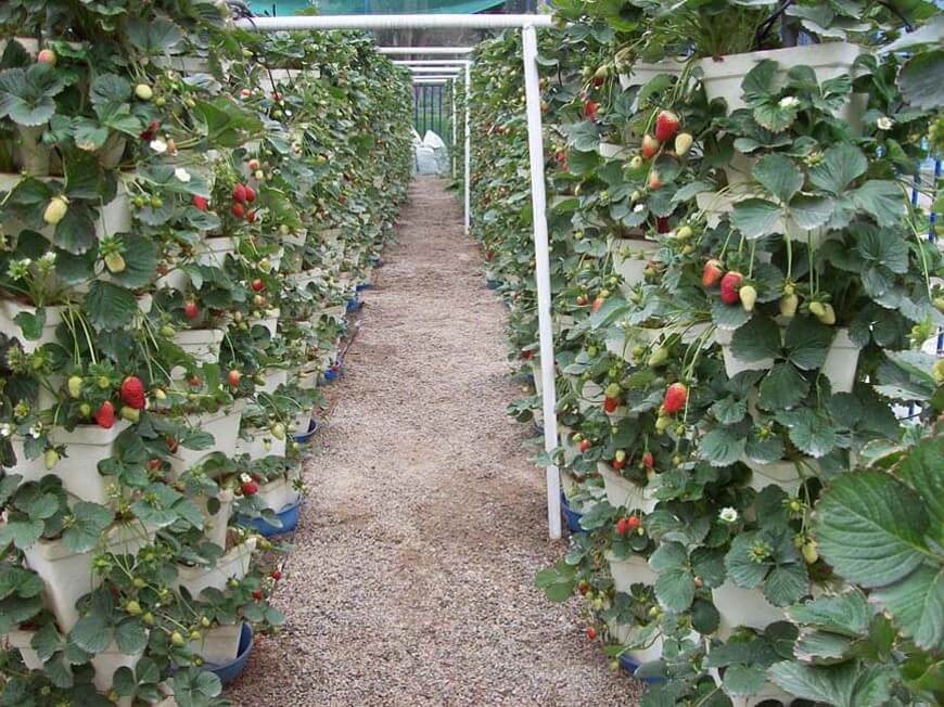 Maximiza el cultivo de fresas: técnicas de hidroponía y consejos clave 1 Maximiza el cultivo de fresas: técnicas de hidroponía y consejos clave