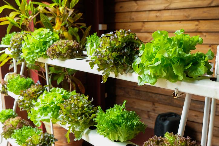 Optimiza tu hidroponía con agua de calidad: consejos y trucos 1 Optimiza tu hidroponía con agua de calidad: consejos y trucos