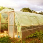 Maximiza tu cultivo con hidroponía en climas áridos y desérticos