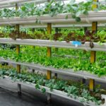 Maximiza tus cultivos: Descubre los secretos de la hidroponía en coco