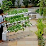 Hidroponía en casa: Crea tu huerto sin tierra en espacios pequeños