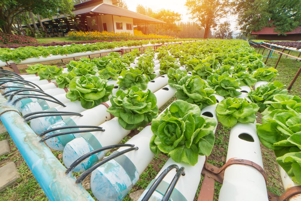 Cultivo sin límites: descubre la hidroponía y plantas resilientes