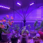 Revolutionary Hydroponics: Growing Limitless Plants with LED Lights