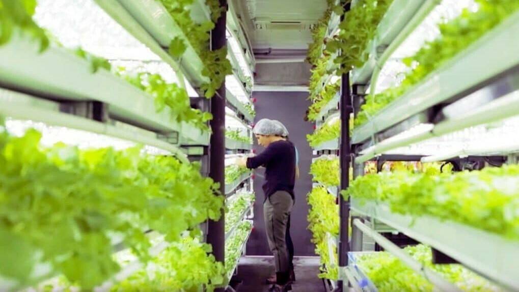 Hydroponic Container Gardening: Grow Your Own Food without Soil 1 Hydroponic Container Gardening: Grow Your Own Food without Soil