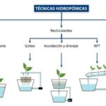 Hidroponía: Incrementa tu producción con este método sostenible