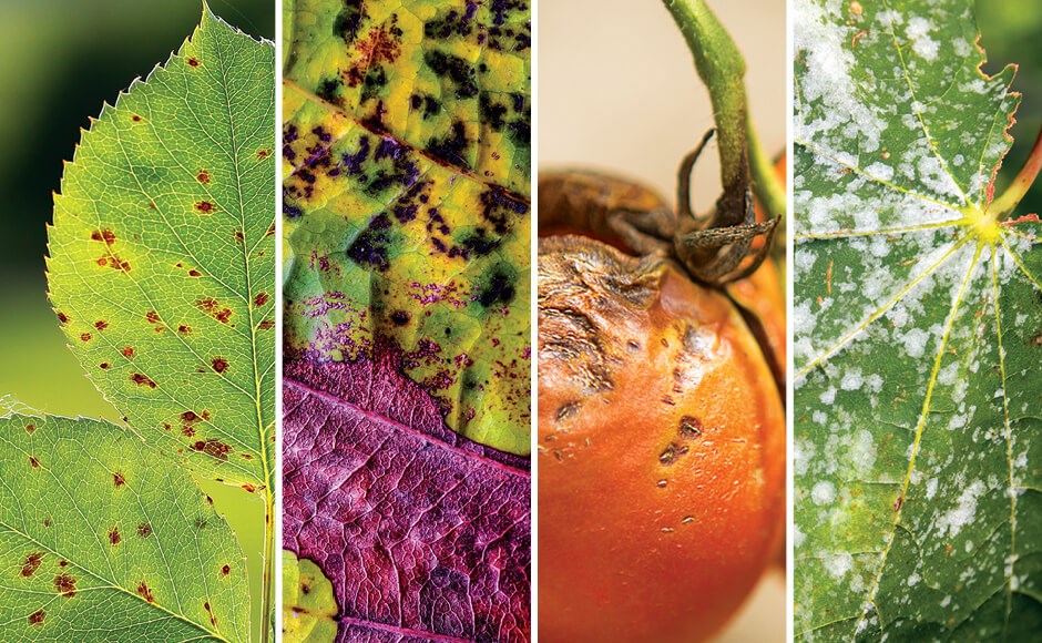 Hidroponía: Cómo prevenir y combatir plagas en tu cultivo 1 Hidroponía: Cómo prevenir y combatir plagas en tu cultivo