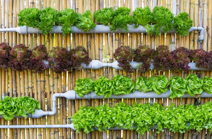 Sustrato para hidroponía: la clave para cultivar plantas sin tierra 1 Sustrato para hidroponía: la clave para cultivar plantas sin tierra