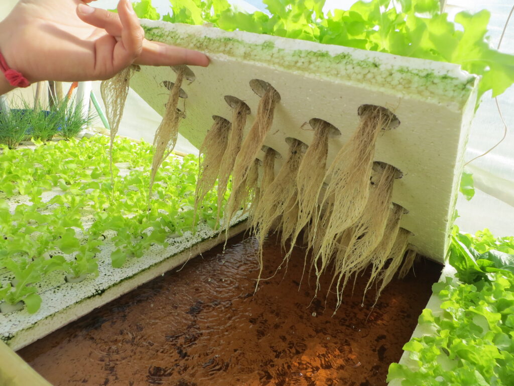 Maximiza tus cultivos hidropónicos con agua de calidad 1 Maximiza tus cultivos hidropónicos con agua de calidad