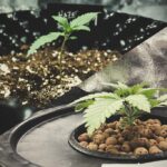 Maximiza tus cosechas con el cultivo de cannabis hidropónico