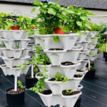 Hidroponía y agricultura vertical: Revolucionando la forma de cultivar