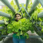 Hidroponía revolucionaria: ¡Resistencia a pesticidas garantizada!