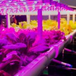 Optimiza tu producción en hidroponía con luz artificial