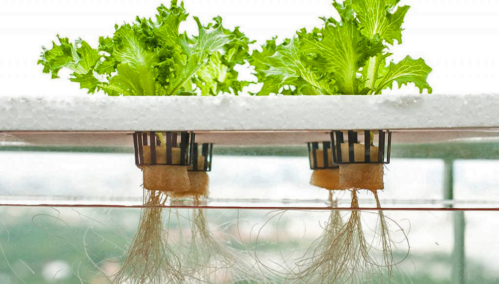 Hidroponía aeropónica: la revolución en el cultivo sin suelo 1 Hidroponía aeropónica: la revolución en el cultivo sin suelo