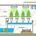 Revolutionary Hydroponics: Water Recycling for Sustainable Growth