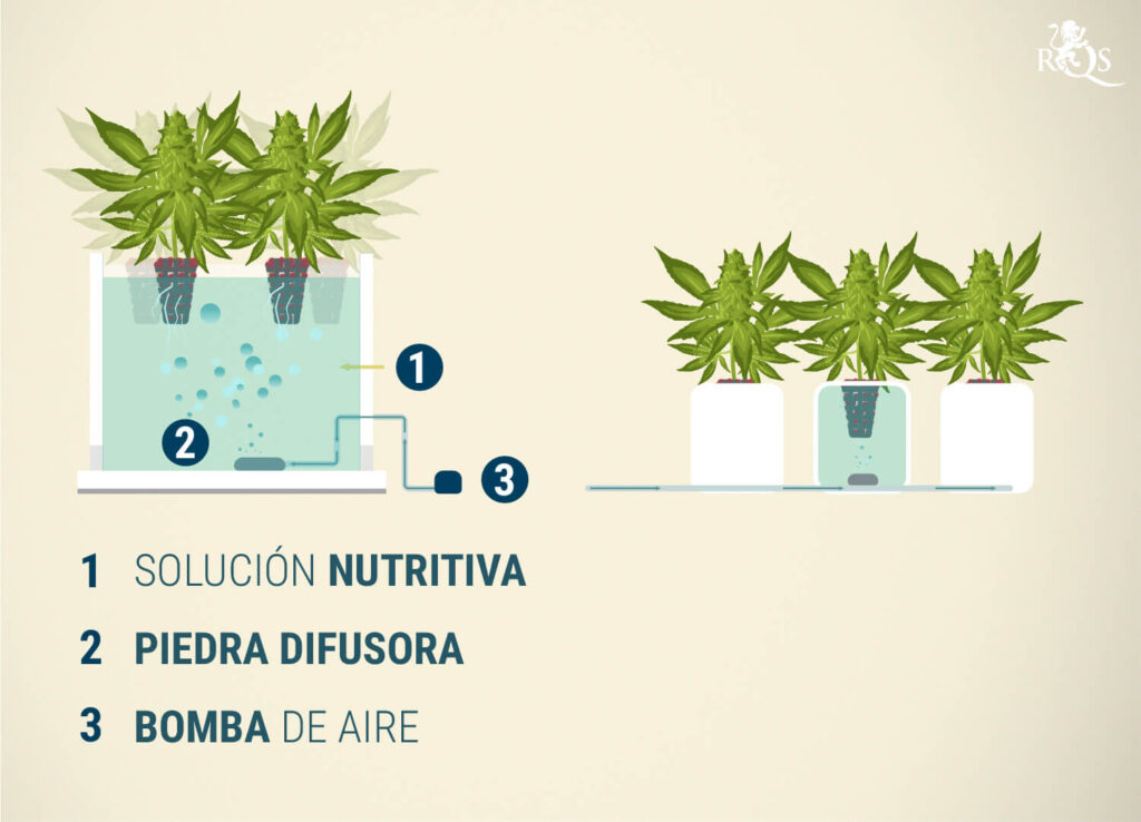 Cultivo hidropónico: Optimiza tu cosecha con el sistema DWC 1 Cultivo hidropónico: Optimiza tu cosecha con el sistema DWC