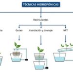 Optimiza tu hidroponía: Controla la salinidad en sistemas verticales